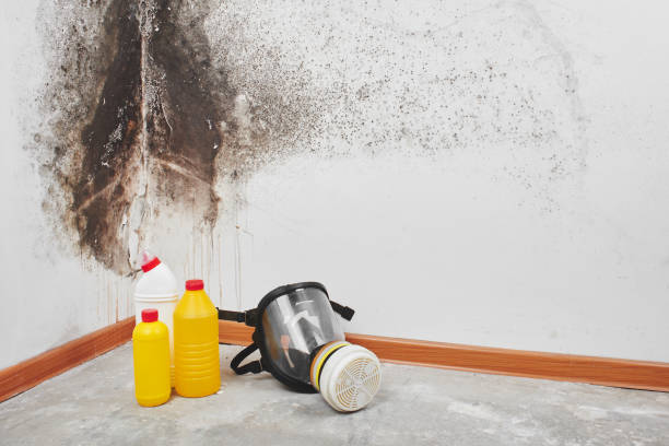 Best Emergency Mold Removal  in Hudson, IA