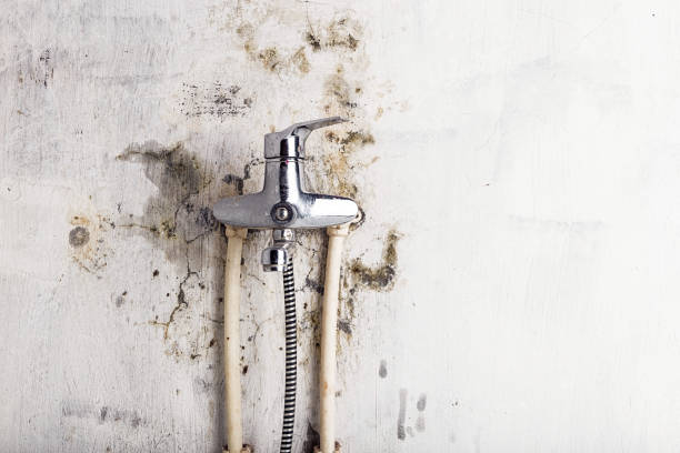 Best Mold Removal Near Me  in Hudson, IA