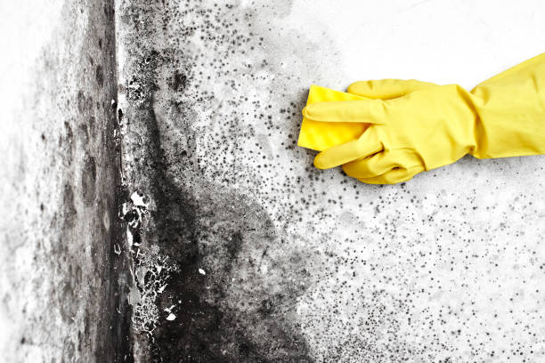Best Certified Mold Removal  in Hudson, IA