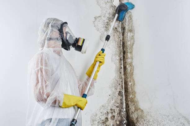 Best Commercial Mold Removal  in Hudson, IA