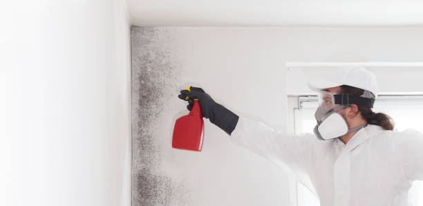 Best Attic Mold Removal  in Hudson, IA