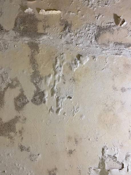 Best Same-Day Mold Removal  in Hudson, IA