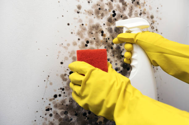 Best Mold Testing  in Hudson, IA