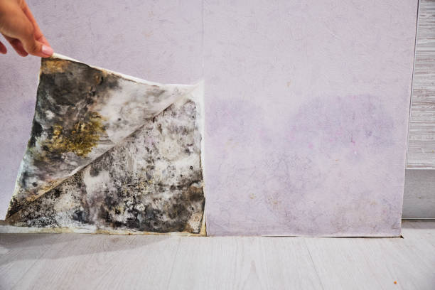 Best Best Mold Removal Companies  in Hudson, IA